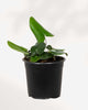 Hemionitis Arifolia | Heart Fern 3.5" Pot - Small
