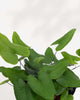 Close-up of Hemionitis Arifolia's heart-shaped leaves