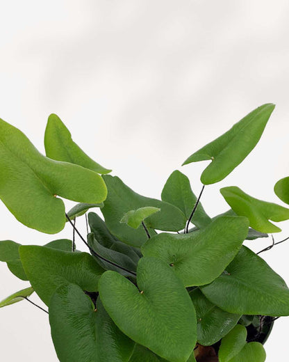 Close-up of Hemionitis Arifolia's heart-shaped leaves