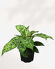 Homalomena Camouflage 3.5" Pot - Medium
