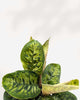 Homalomena Camouflage