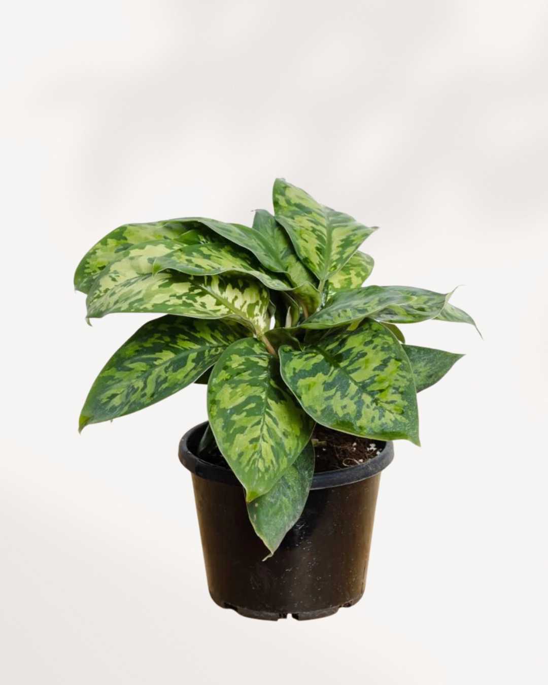Homalomena Camouflage