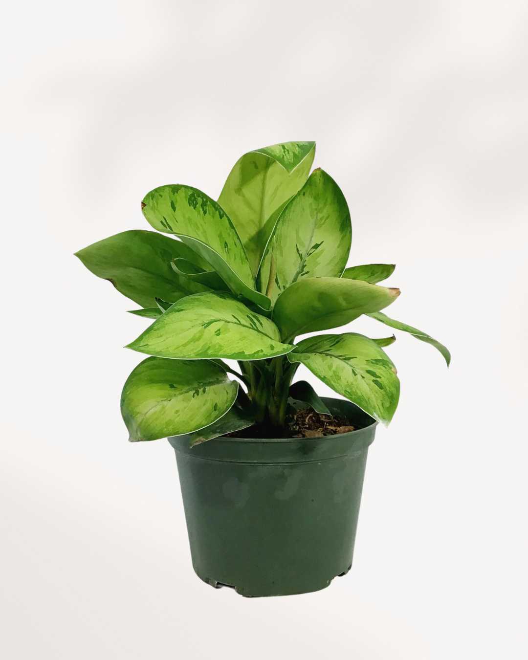 Homalomena Selby 6" Pot - Medium