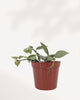 Hoya Arctic trailing plant showing thick waxy leaves