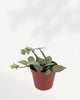 Hoya Arctic plant with cascading vines on a shelf