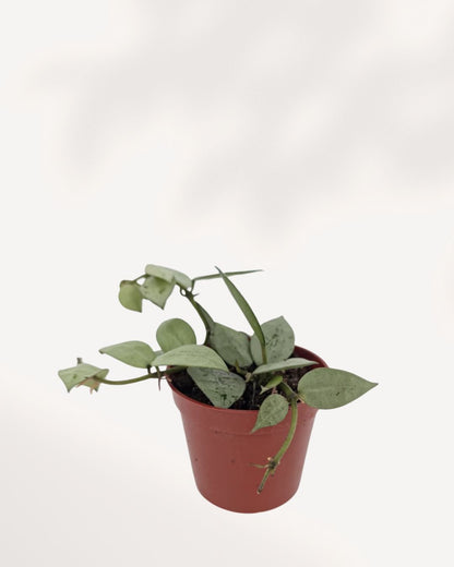 Hoya Arctic plant with cascading vines on a shelf