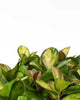 Hoya Australis Lisa's variegated foliage