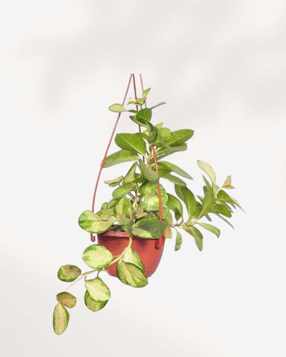 Hoya Australis Lisa 5" - Hanging Basket