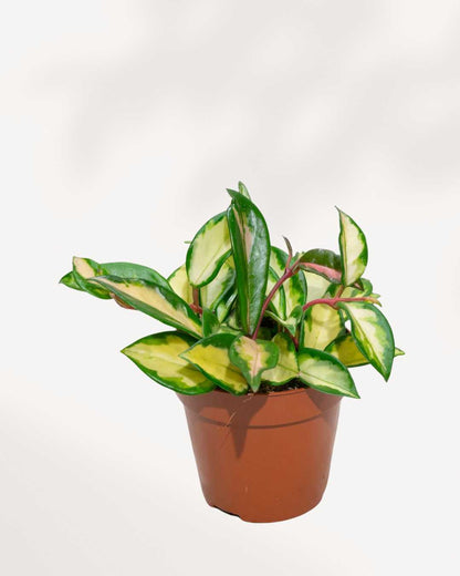Hoya Australis Lisa 5" Pot - Medium