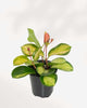 Hoya Australis Lisa 3.5" Pot - Small