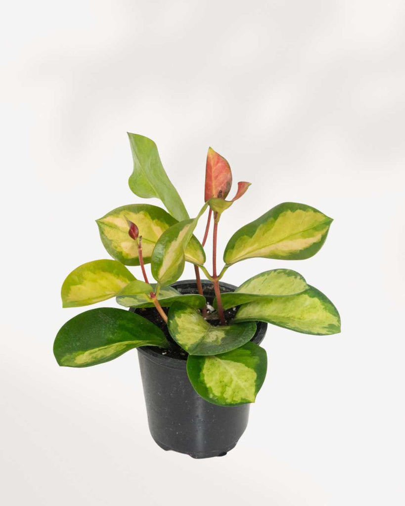 Hoya Australis Lisa 3.5" Pot - Small