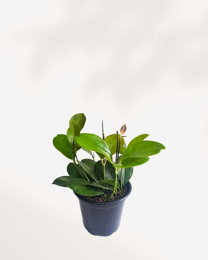 Hoya Australis 2.5” Pot - Small