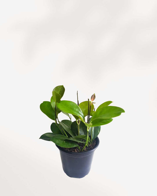 Hoya Australis 2.5” Pot - Small