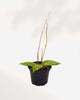 Hoya Callistophylla 4" Pot - Small