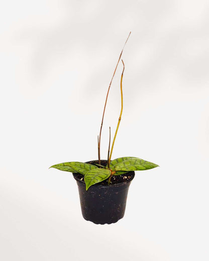 Hoya Callistophylla 4" Pot - Small
