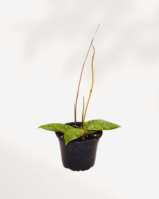 Hoya Callistophylla 4" Pot - Small