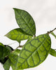 Close-up of Hoya Callistophylla's deeply veined leaves