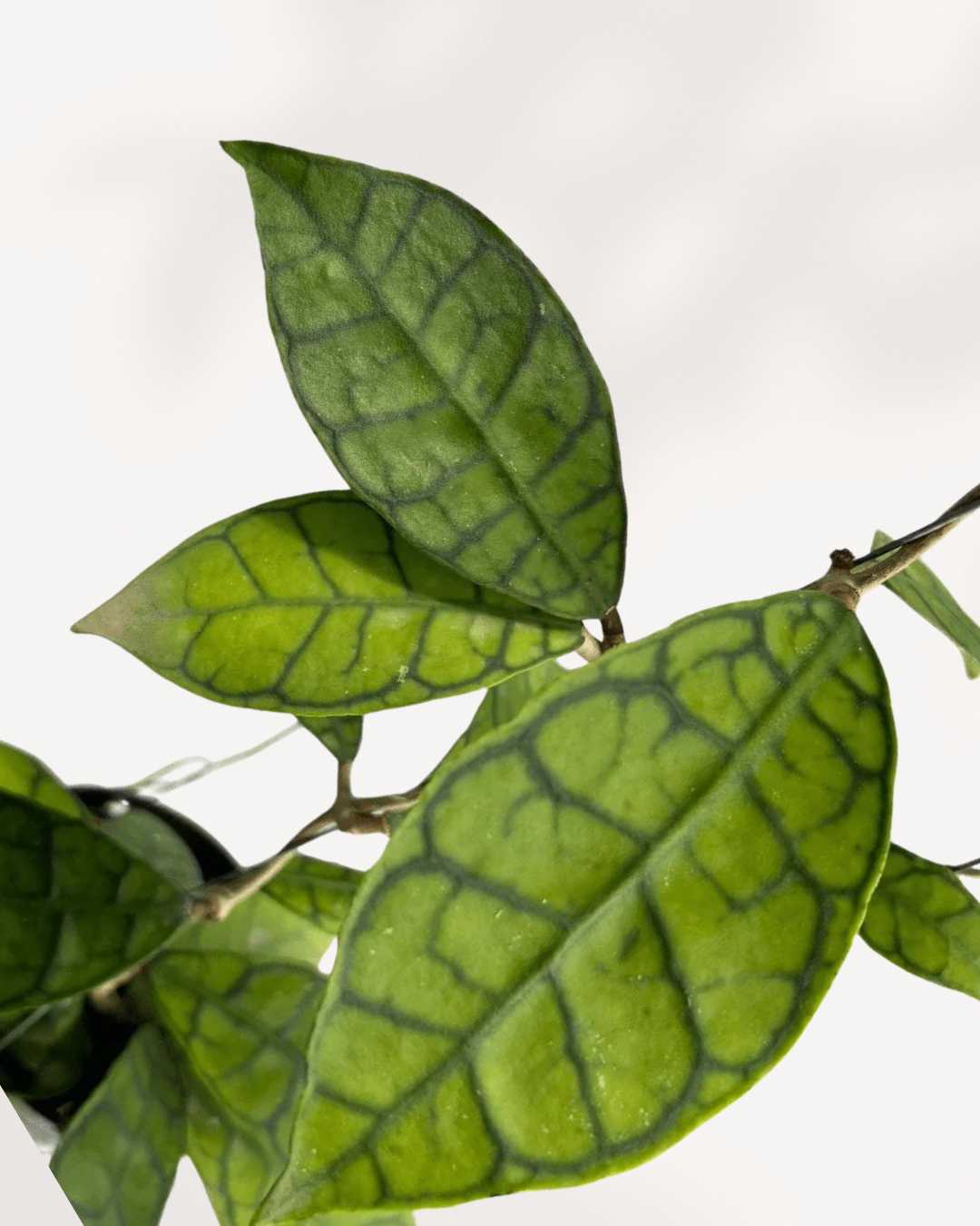 Close-up of Hoya Callistophylla's deeply veined leaves