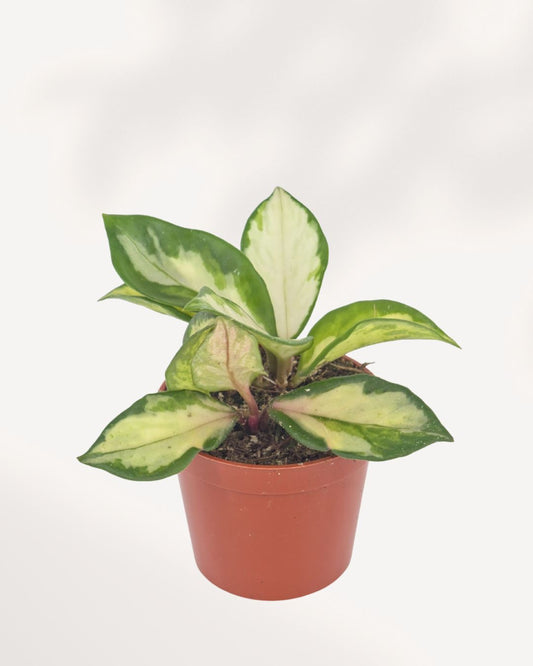 Top view of Hoya Carnosa Tricolor displaying lush variegated foliage and compact growth, beautiful indoor houseplant available online and in store in Richmond Hill with Canada wide delivery.