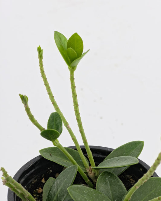 Hoya Cumingiana plant viewed from the front and above