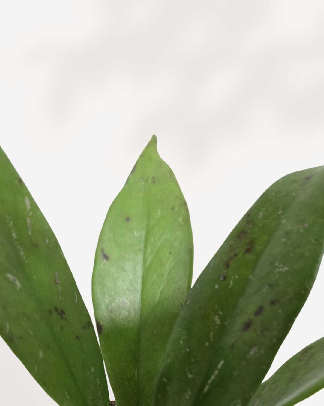 Hoya Davidcummingii plant in a pot