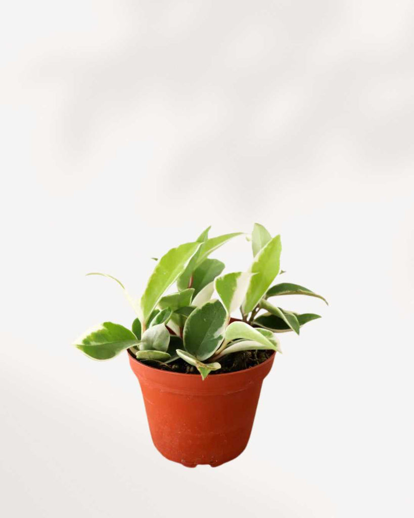 Hoya Exotica plant in a pot