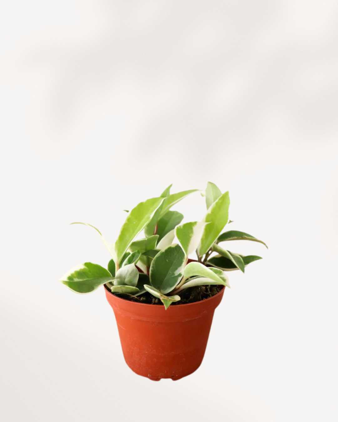 Hoya Exotica plant in a pot