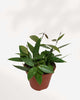 Hoya Gracilis Memoria plant in a pot