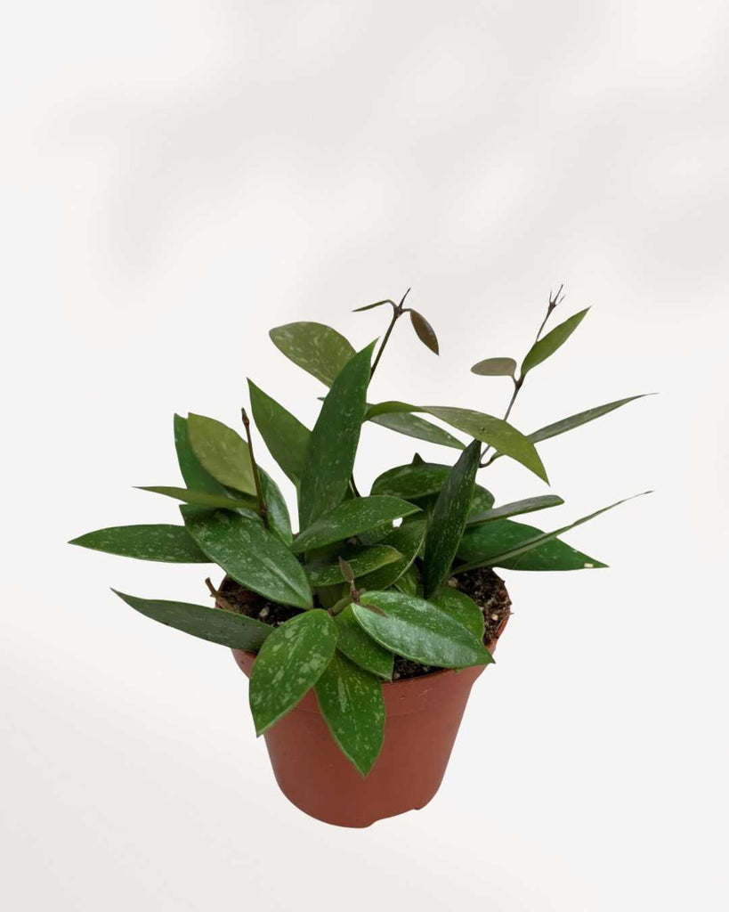 Hoya Gracilis Memoria plant in a pot