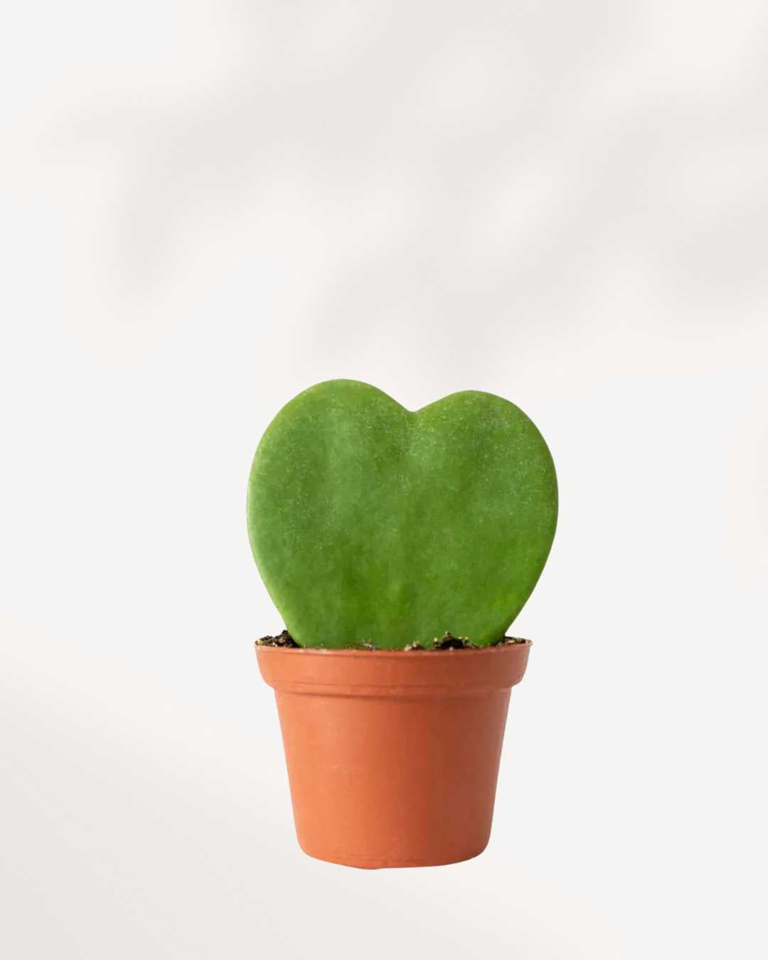 Hoya Kerrii Heart - Sweetheart Plant 2.5" Pot - X-Small Regular