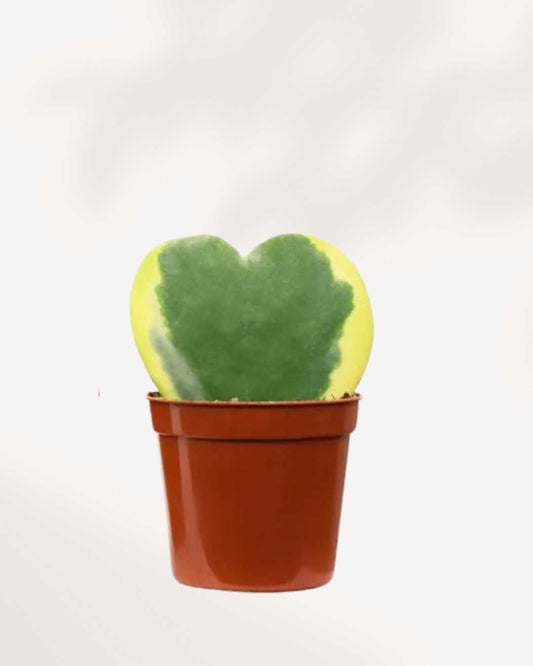 Hoya Kerrii Heart - Sweetheart Plant 2.5" Pot - X-Small Varigated