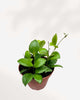 Hoya Heuschkeliana plant in a pot