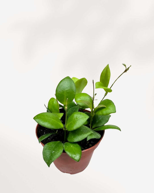Hoya Heuschkeliana plant in a pot