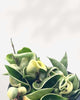 Close-up of Hoya Compacta Hindu Rope Variegata's twisted variegated leaves