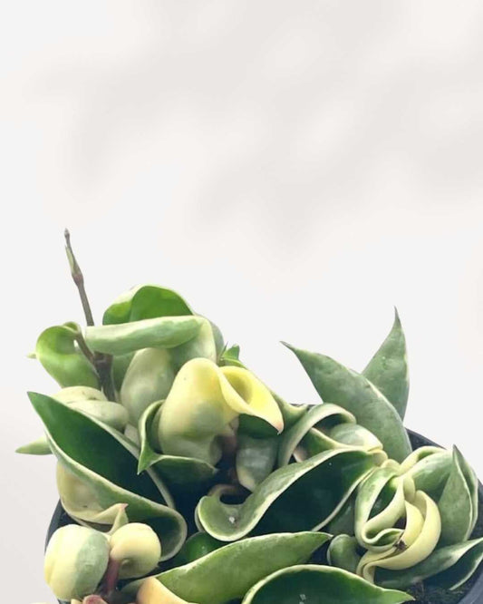 Hoya Compacta 'Hindu Rope Variegata' 2.5" Pot - XSmall