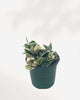 Hoya Compacta 'Hindu Rope Variegata' 4" Pot - Small