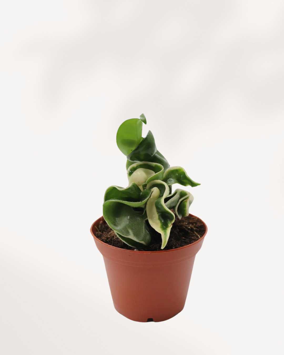 Hoya Compacta 'Hindu Rope Variegata' 2.5" Pot - XSmall