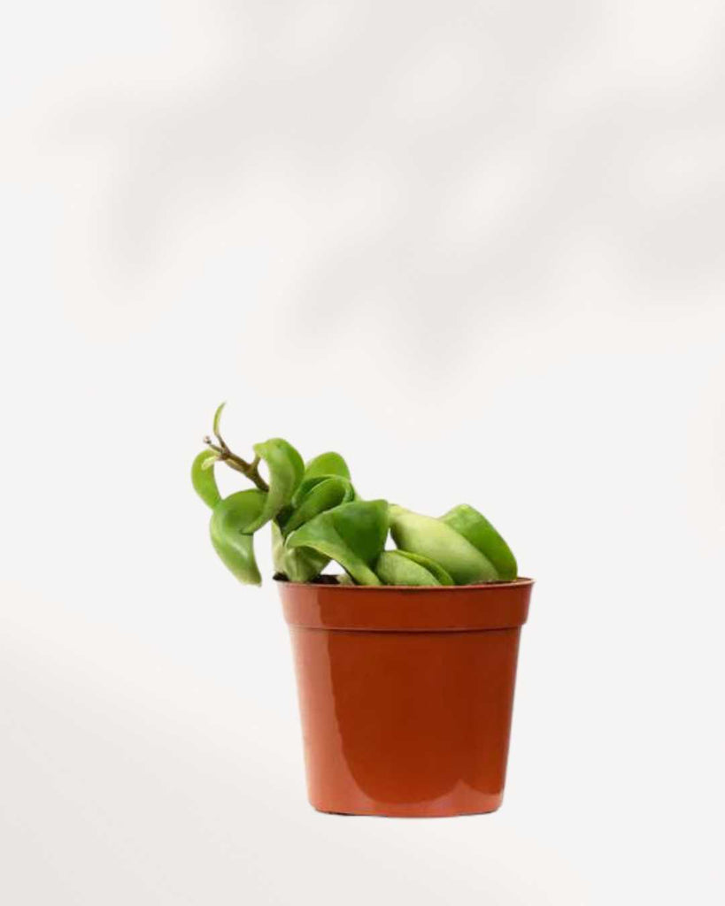 Hoya Compacta 'Hindu Rope' 2.5" Pot - XSmall