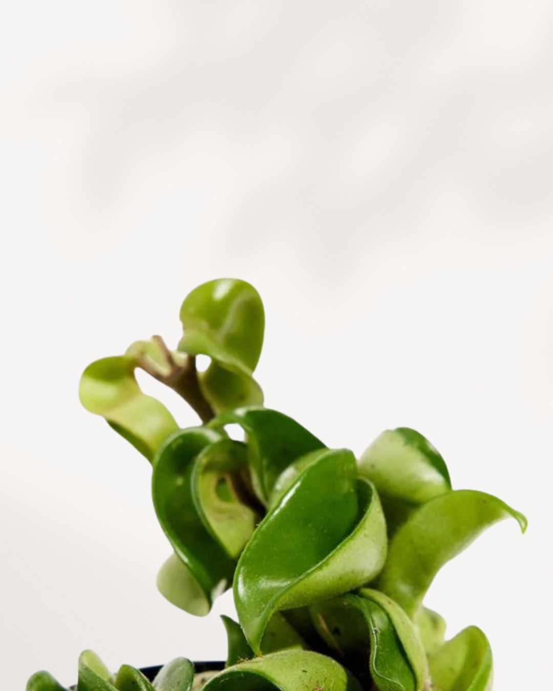 Close-up of Hoya Compacta Hindu Rope's twisted leaves