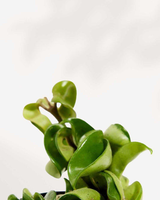 Hoya Compacta 'Hindu Rope' 2.5" Pot - XSmall