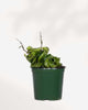 Hoya Compacta 'Hindu Rope' 3.5" Pot - Small