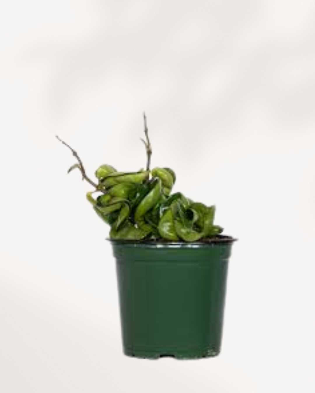 Hoya Compacta 'Hindu Rope' 3.5" Pot - Small
