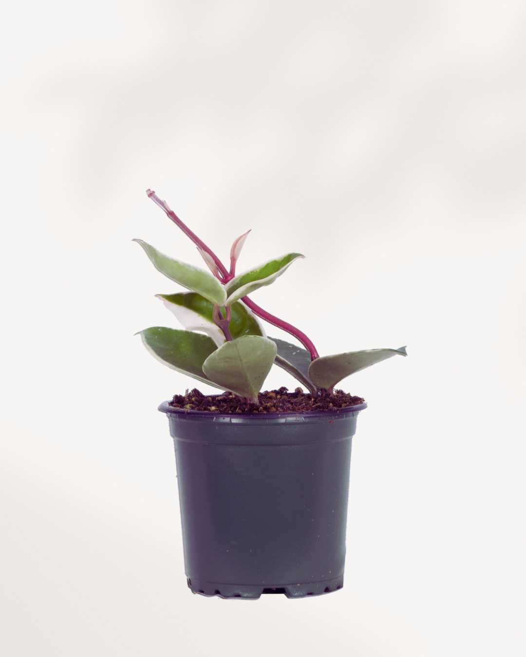 Hoya Crimson Queen small potted plant