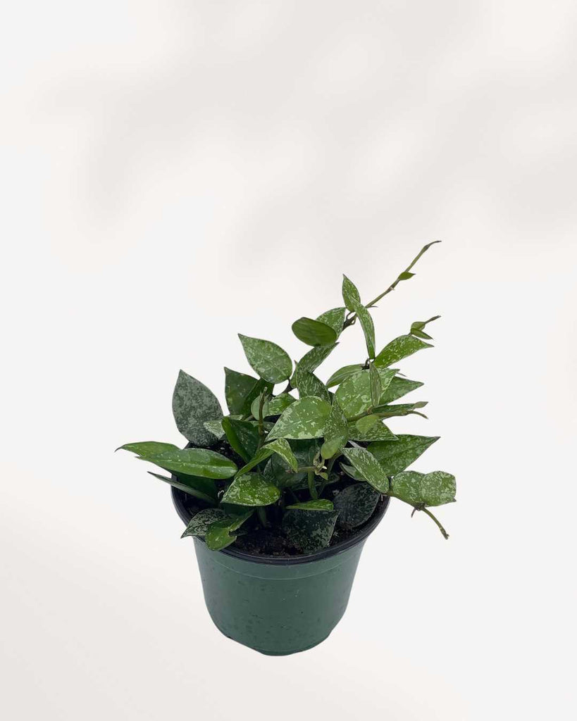 Close-up of Hoya Krohniana's silver-splashed heart leaves