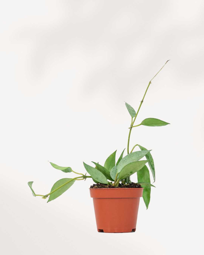 Hoya Krohniana Silver 3.5" Pot - Small