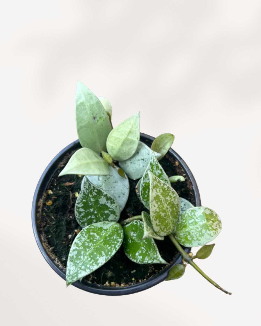 Hoya Krohniana Silver plant in a small pot