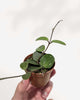 Hoya Mathilde trailing vine in a nursery pot