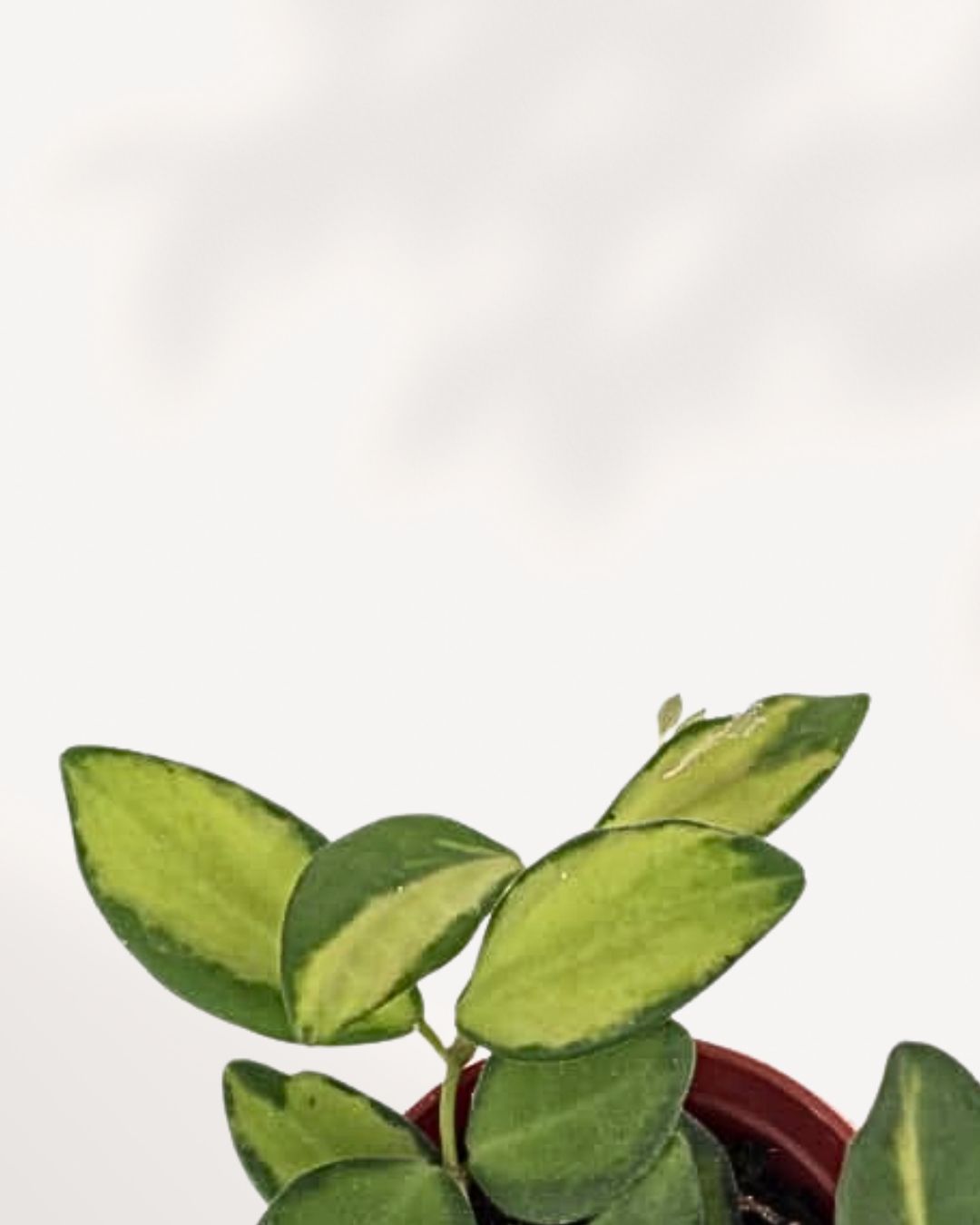 Close-up of Hoya Neon's bright yellow-green leaves