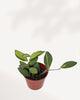 Hoya Neon plant with chartreuse foliage
