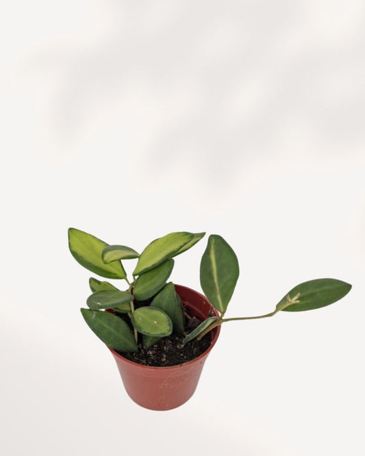 Hoya Neon plant with chartreuse foliage